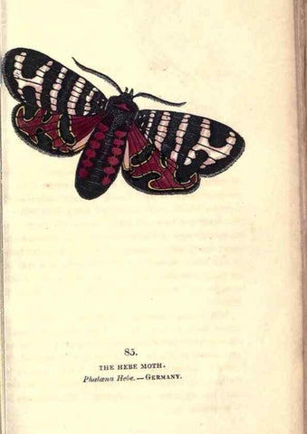 Reproducción/Reproduction 8716631671: The book of butterflies, sphinxes and moths;. London,Whittaker,1832-34.