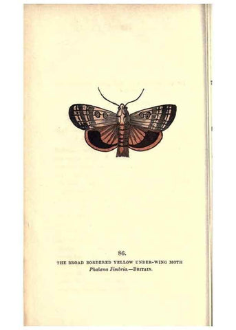 Reproducción/Reproduction 8717751240: The book of butterflies, sphinxes and moths;. London,Whittaker,1832-34.