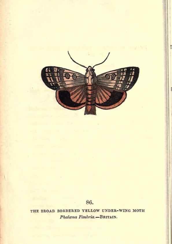 Reproducción/Reproduction 8717751240: The book of butterflies, sphinxes and moths;. London,Whittaker,1832-34.