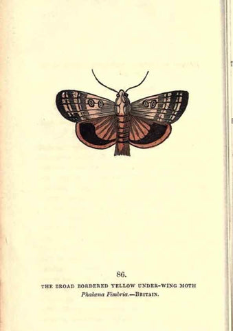 Reproducción/Reproduction 8717751240: The book of butterflies, sphinxes and moths;. London,Whittaker,1832-34.