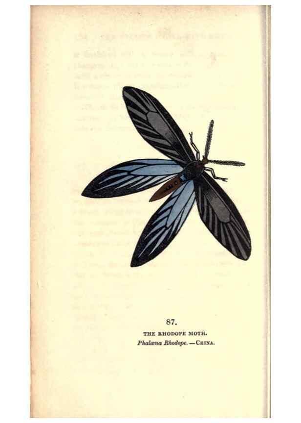 Reproducción/Reproduction 8717751534: The book of butterflies, sphinxes and moths;. London,Whittaker,1832-34.