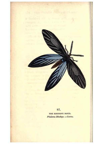 Reproducción/Reproduction 8717751534: The book of butterflies, sphinxes and moths;. London,Whittaker,1832-34.