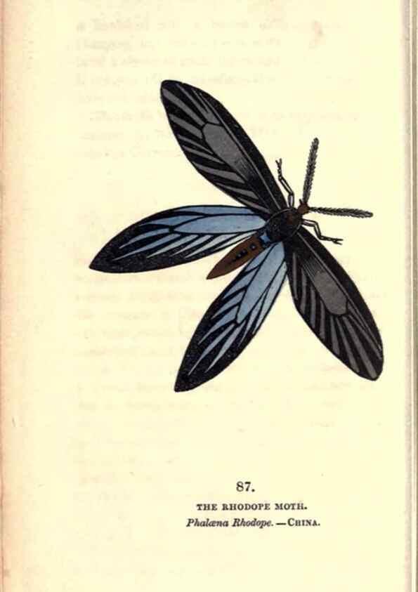 Reproducción/Reproduction 8717751534: The book of butterflies, sphinxes and moths;. London,Whittaker,1832-34.