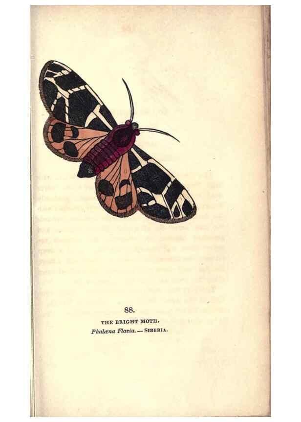 Reproducción/Reproduction 8716632647: The book of butterflies, sphinxes and moths;. London,Whittaker,1832-34.