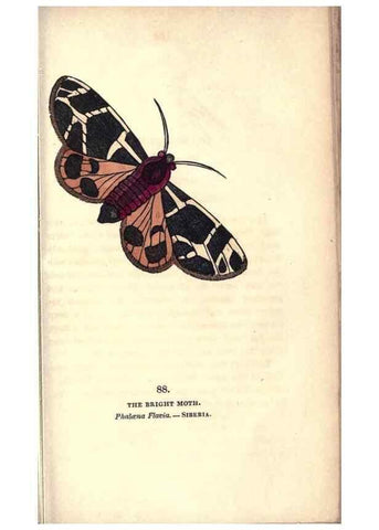 Reproducción/Reproduction 8716632647: The book of butterflies, sphinxes and moths;. London,Whittaker,1832-34.