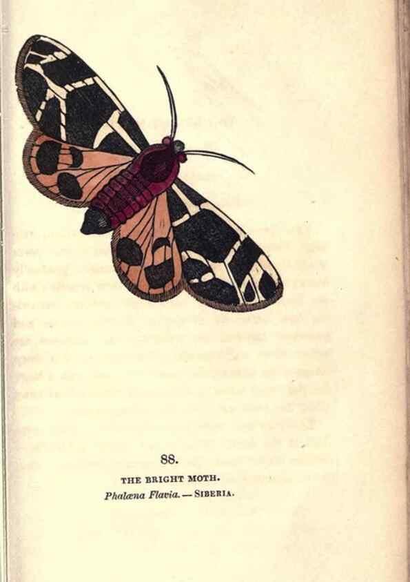 Reproducción/Reproduction 8716632647: The book of butterflies, sphinxes and moths;. London,Whittaker,1832-34.