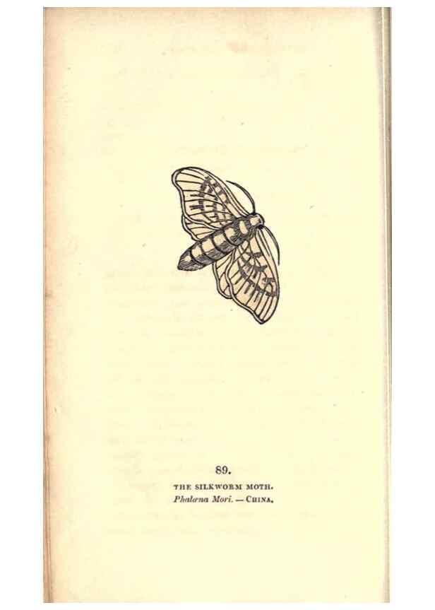 Reproducción/Reproduction 8717752222: The book of butterflies, sphinxes and moths;. London,Whittaker,1832-34.