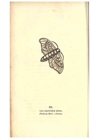 Reproducción/Reproduction 8717752222: The book of butterflies, sphinxes and moths;. London,Whittaker,1832-34.