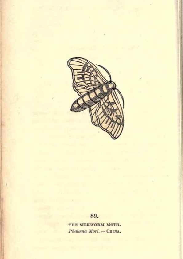 Reproducción/Reproduction 8717752222: The book of butterflies, sphinxes and moths;. London,Whittaker,1832-34.