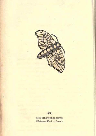 Reproducción/Reproduction 8717752222: The book of butterflies, sphinxes and moths;. London,Whittaker,1832-34.