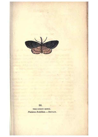 Reproducción/Reproduction 8716633629: The book of butterflies, sphinxes and moths;. London,Whittaker,1832-34.