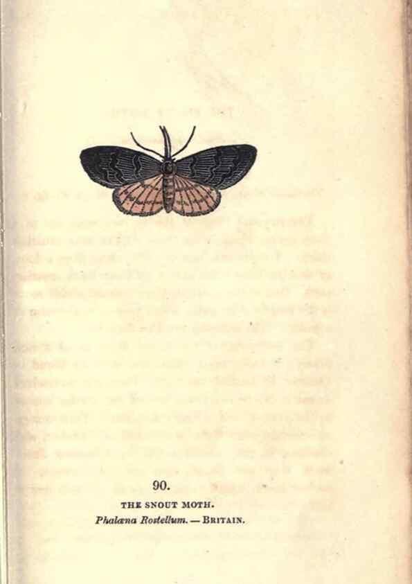 Reproducción/Reproduction 8716633629: The book of butterflies, sphinxes and moths;. London,Whittaker,1832-34.