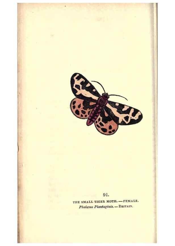 Reproducción/Reproduction 8716634201: The book of butterflies, sphinxes and moths;. London,Whittaker,1832-34.