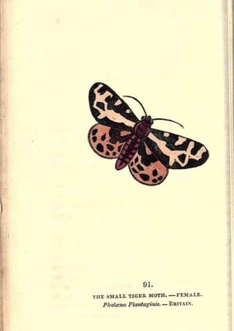 Reproducción/Reproduction 8716634201: The book of butterflies, sphinxes and moths;. London,Whittaker,1832-34.