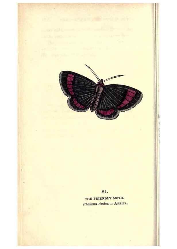 Reproducción/Reproduction 8716631275: The book of butterflies, sphinxes and moths;. London,Whittaker,1832-34.