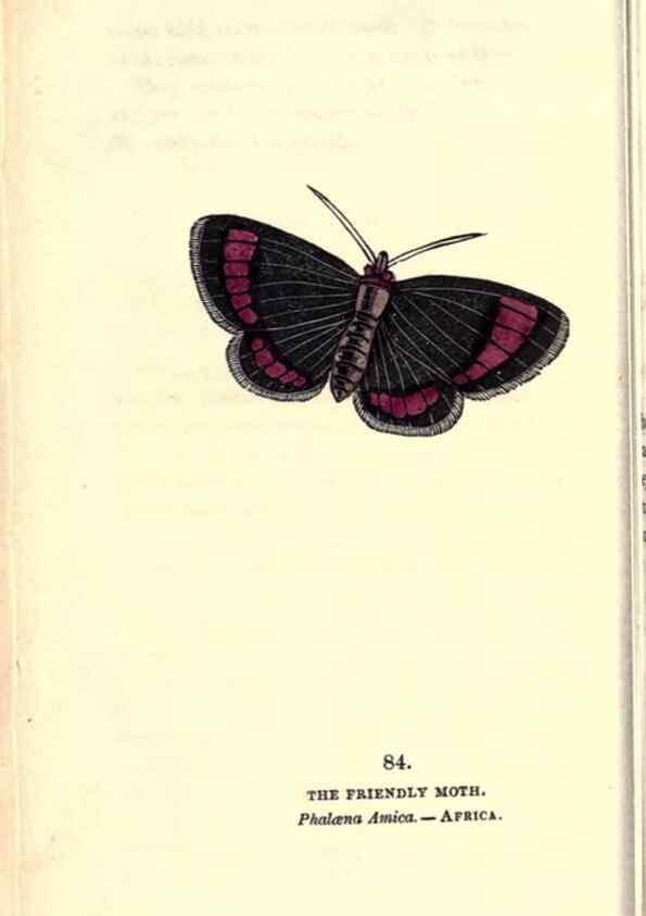 Reproducción/Reproduction 8716631275: The book of butterflies, sphinxes and moths;. London,Whittaker,1832-34.