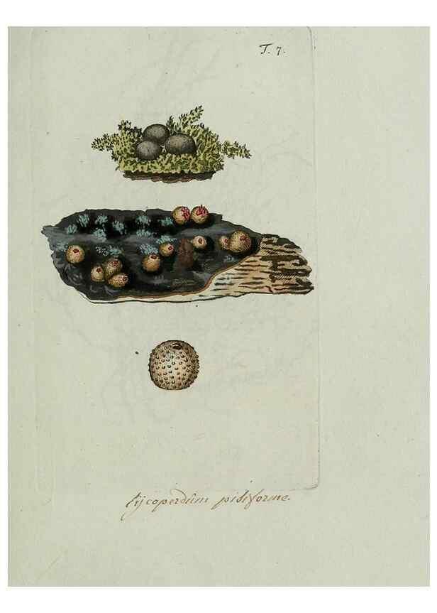Reproducción/Reproduction 8719807591: Nicolai Josephi Jacquin Miscellanea austriaca ad botanicam, chemiam, et historiam naturalem spectantia, cum figuris partim coloratis. Vol. I-[II].. VindobonæEx officina Krausiana,1778-1781.