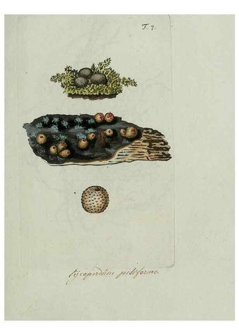 Reproducción/Reproduction 8719807591: Nicolai Josephi Jacquin Miscellanea austriaca ad botanicam, chemiam, et historiam naturalem spectantia, cum figuris partim coloratis. Vol. I-[II].. VindobonæEx officina Krausiana,1778-1781.