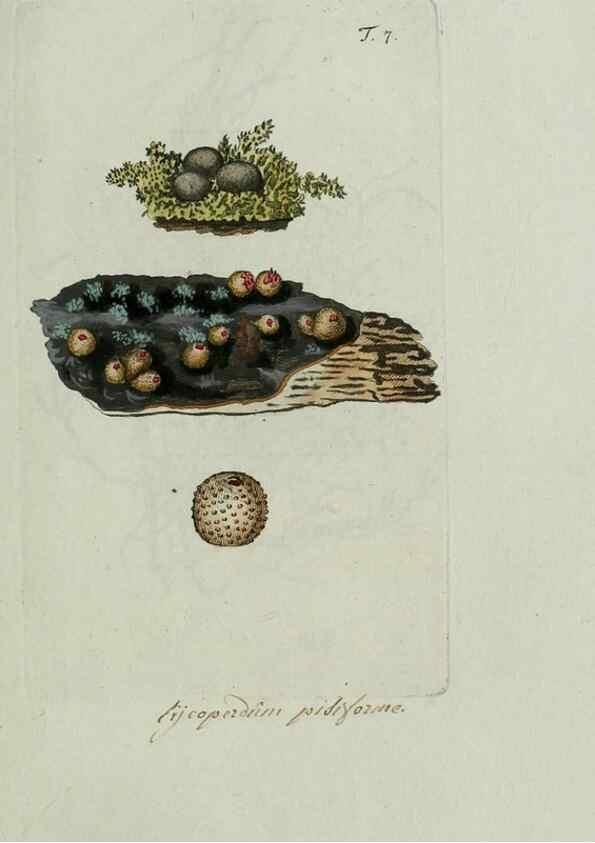 Reproducción/Reproduction 8719807591: Nicolai Josephi Jacquin Miscellanea austriaca ad botanicam, chemiam, et historiam naturalem spectantia, cum figuris partim coloratis. Vol. I-[II].. VindobonæEx officina Krausiana,1778-1781.