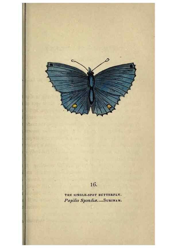 Reproducción/Reproduction 8717776308: The book of butterflies, sphinxes and moths;. London,Whittaker,1832-34.
