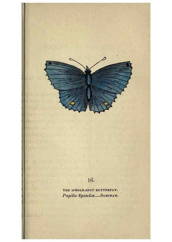 Reproducción/Reproduction 8717776308: The book of butterflies, sphinxes and moths;. London,Whittaker,1832-34.