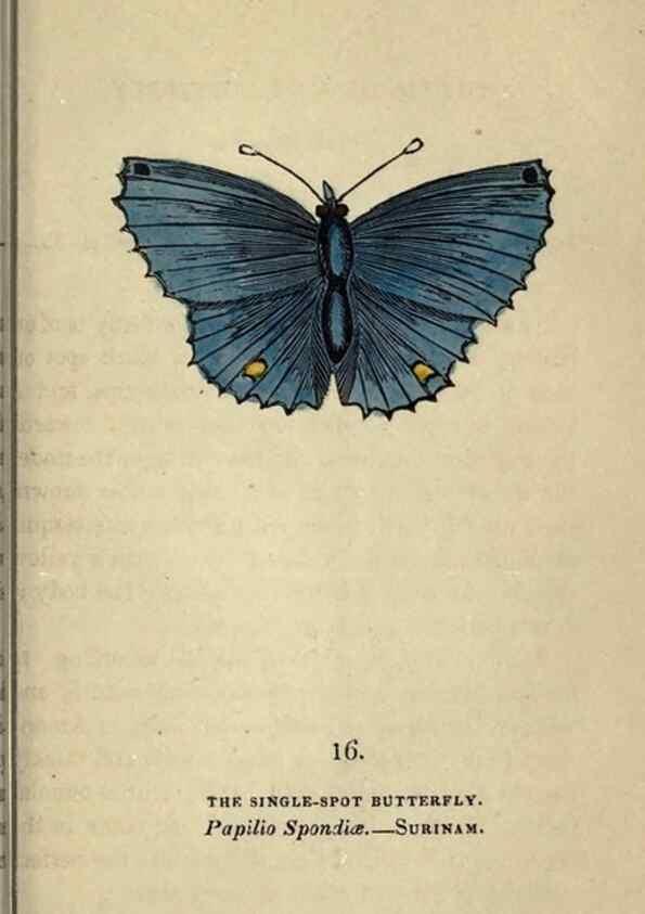 Reproducción/Reproduction 8717776308: The book of butterflies, sphinxes and moths;. London,Whittaker,1832-34.