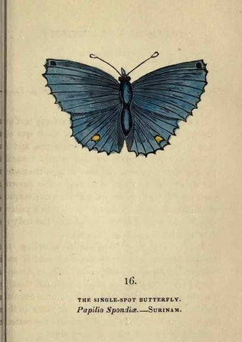 Reproducción/Reproduction 8717776308: The book of butterflies, sphinxes and moths;. London,Whittaker,1832-34.