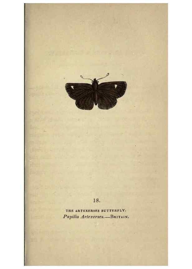 Reproducción/Reproduction 8717777036: The book of butterflies, sphinxes and moths;. London,Whittaker,1832-34.