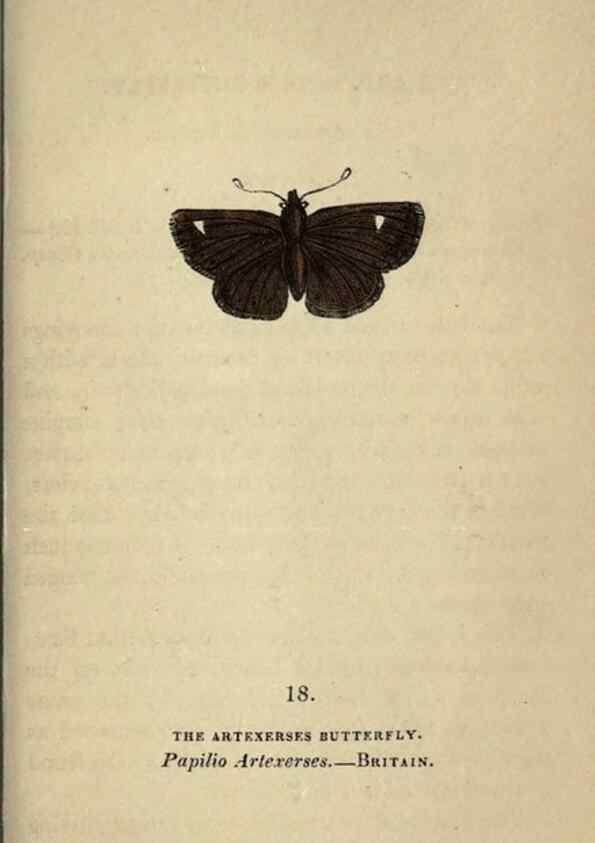 Reproducción/Reproduction 8717777036: The book of butterflies, sphinxes and moths;. London,Whittaker,1832-34.