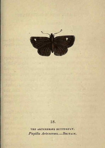 Reproducción/Reproduction 8717777036: The book of butterflies, sphinxes and moths;. London,Whittaker,1832-34.