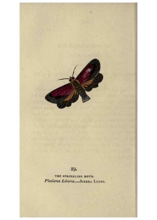 Reproducción/Reproduction 8717788162: The book of butterflies, sphinxes and moths;. London,Whittaker,1832-34.
