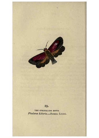 Reproducción/Reproduction 8717788162: The book of butterflies, sphinxes and moths;. London,Whittaker,1832-34.