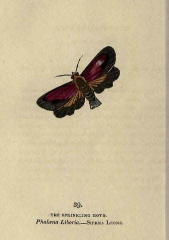 Reproducción/Reproduction 8717788162: The book of butterflies, sphinxes and moths;. London,Whittaker,1832-34.