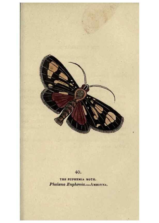 Reproducción/Reproduction 8717788736: The book of butterflies, sphinxes and moths;. London,Whittaker,1832-34.