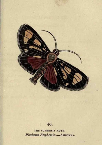 Reproducción/Reproduction 8717788736: The book of butterflies, sphinxes and moths;. London,Whittaker,1832-34.