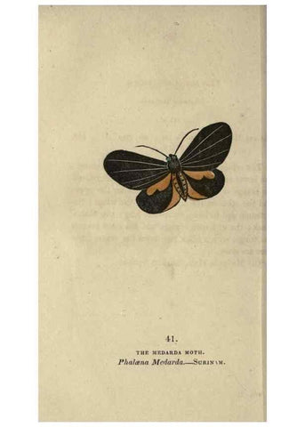 Reproducción/Reproduction 8717789198: The book of butterflies, sphinxes and moths;. London,Whittaker,1832-34.