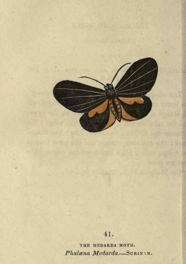 Reproducción/Reproduction 8717789198: The book of butterflies, sphinxes and moths;. London,Whittaker,1832-34.