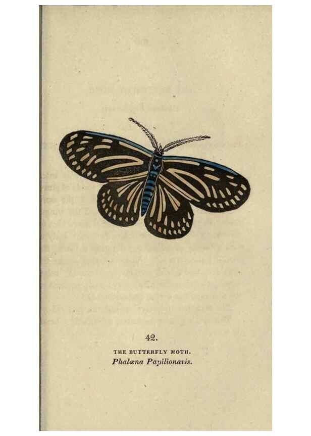 Reproducción/Reproduction 8716670165: The book of butterflies, sphinxes and moths;. London,Whittaker,1832-34.