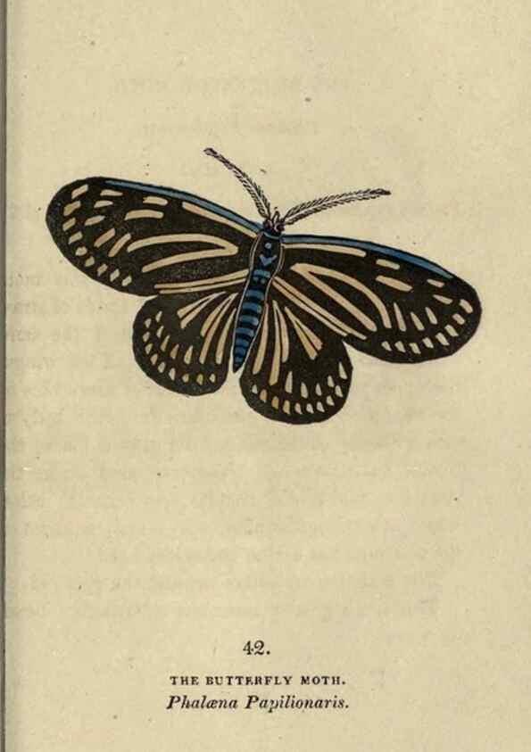 Reproducción/Reproduction 8716670165: The book of butterflies, sphinxes and moths;. London,Whittaker,1832-34.