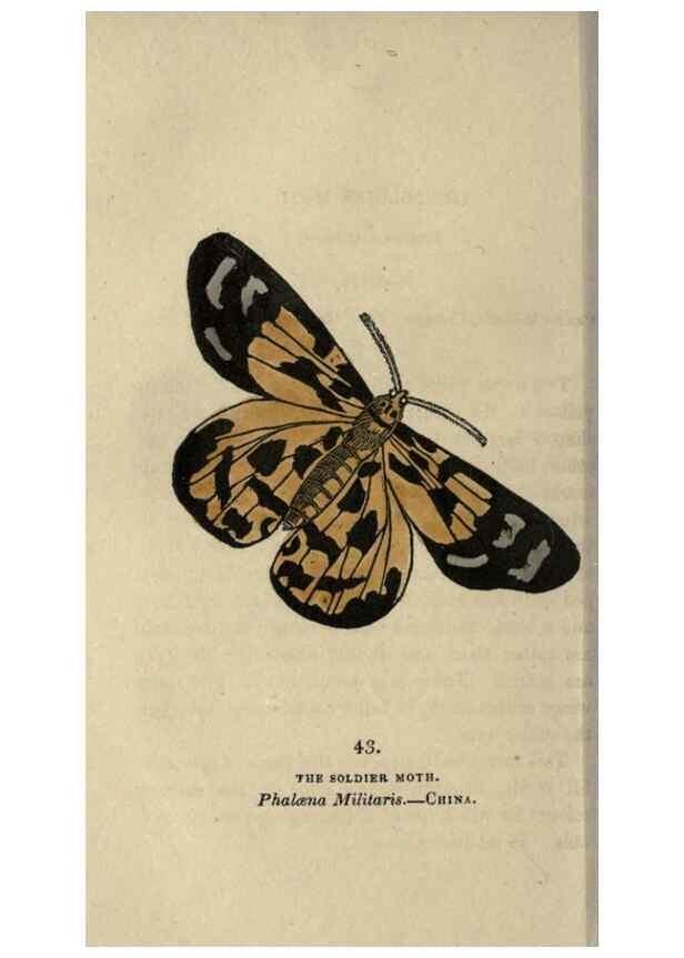 Reproducción/Reproduction 8716670763: The book of butterflies, sphinxes and moths;. London,Whittaker,1832-34.