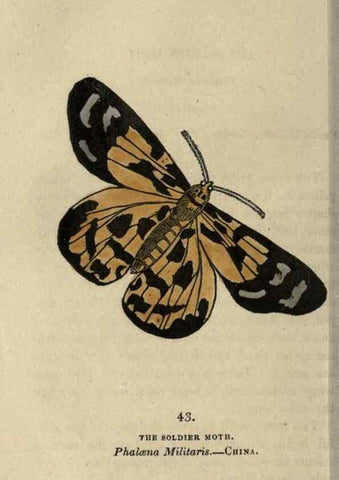 Reproducción/Reproduction 8716670763: The book of butterflies, sphinxes and moths;. London,Whittaker,1832-34.