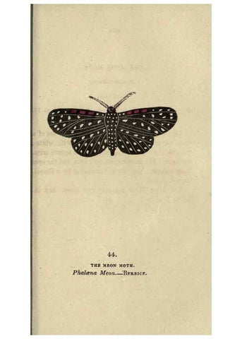 Reproducción/Reproduction 8716671235: The book of butterflies, sphinxes and moths;. London,Whittaker,1832-34.