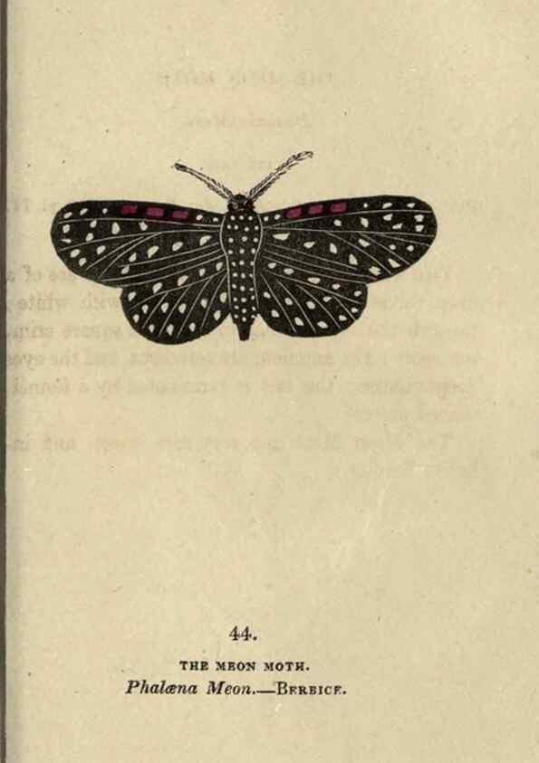 Reproducción/Reproduction 8716671235: The book of butterflies, sphinxes and moths;. London,Whittaker,1832-34.