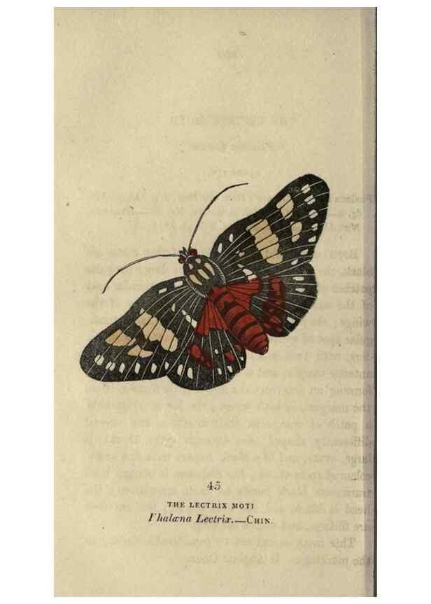 Reproducción/Reproduction 8717791576: The book of butterflies, sphinxes and moths;. London,Whittaker,1832-34.