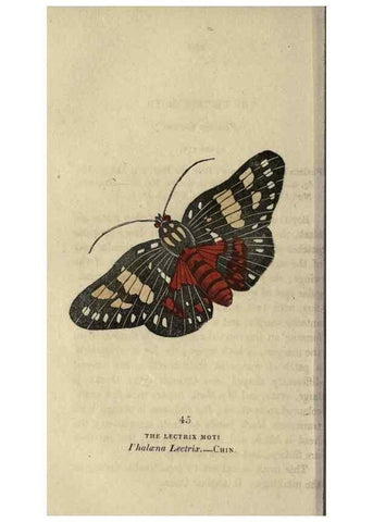 Reproducción/Reproduction 8717791576: The book of butterflies, sphinxes and moths;. London,Whittaker,1832-34.