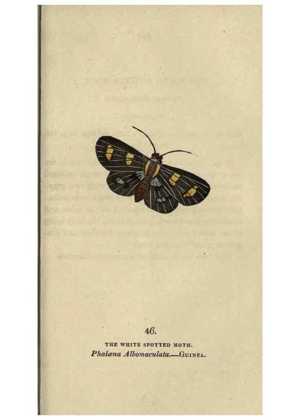 Reproducción/Reproduction 8716672529: The book of butterflies, sphinxes and moths;. London,Whittaker,1832-34.