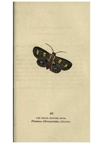 Reproducción/Reproduction 8716672529: The book of butterflies, sphinxes and moths;. London,Whittaker,1832-34.