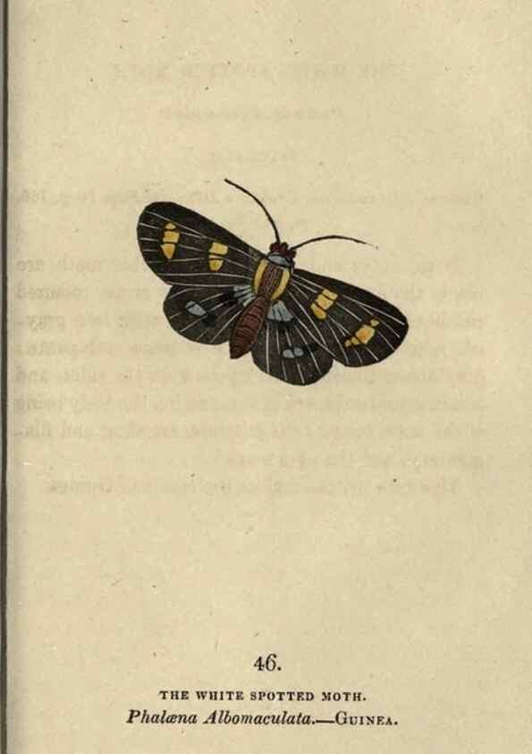 Reproducción/Reproduction 8716672529: The book of butterflies, sphinxes and moths;. London,Whittaker,1832-34.