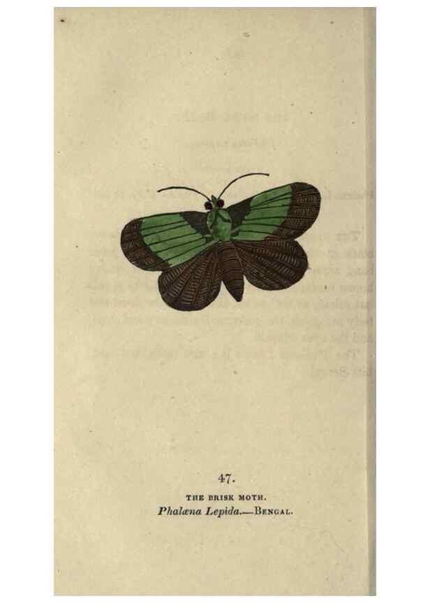 Reproducción/Reproduction 8717792704: The book of butterflies, sphinxes and moths;. London,Whittaker,1832-34.