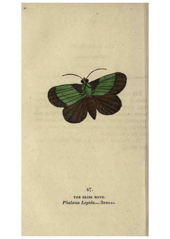 Reproducción/Reproduction 8717792704: The book of butterflies, sphinxes and moths;. London,Whittaker,1832-34.
